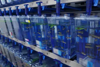 Study on opportunistic infections with Burkholderia cepacia complex using Zebra Fish embryos